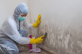 Best Emergency Mold Remediation in Port Hueneme, CA